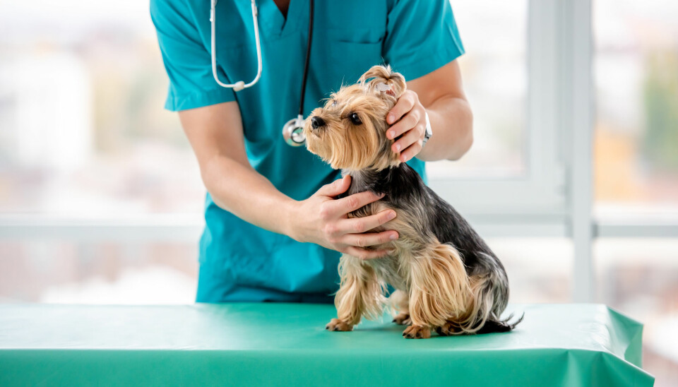 Nærbilde av veterinær som undersøker en liten hund.