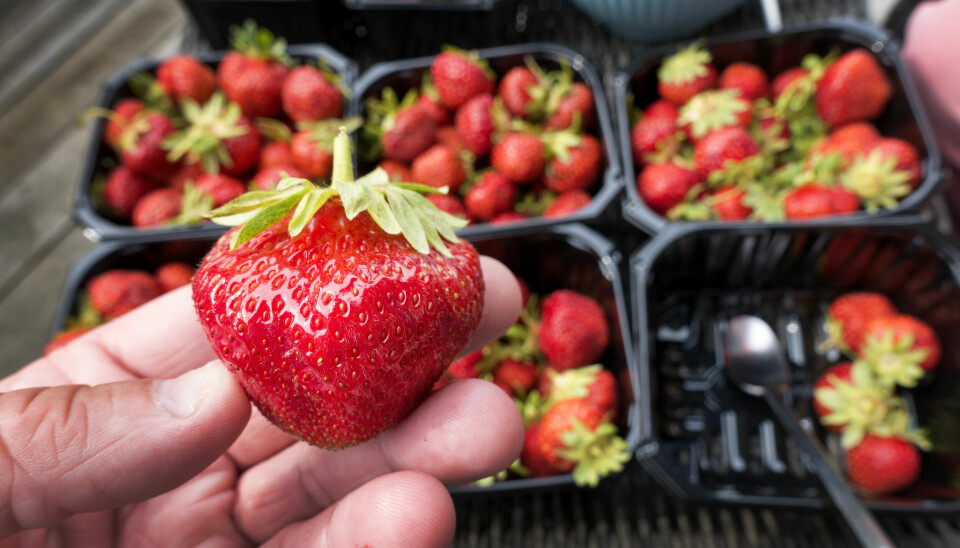 Nærbilde av en hånd som holder et jordbær. Kurver med jordbær i bakgrunnen.