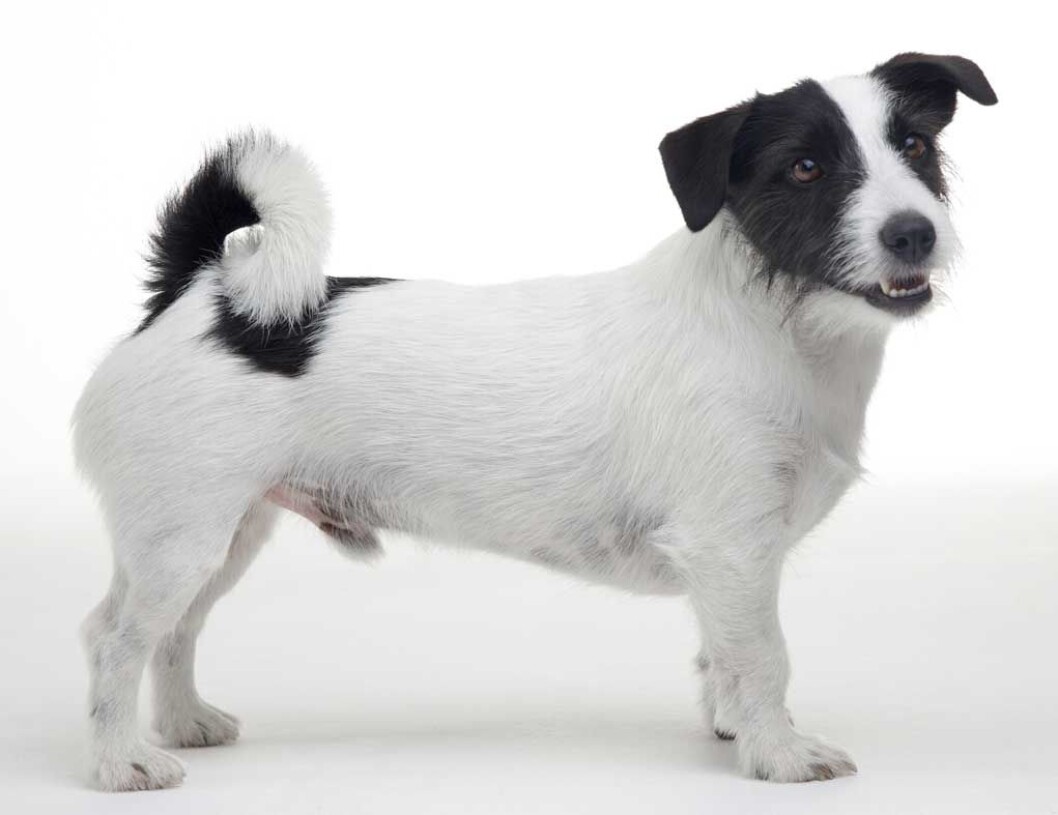 Hund-på-jobben Hund-på-jobben