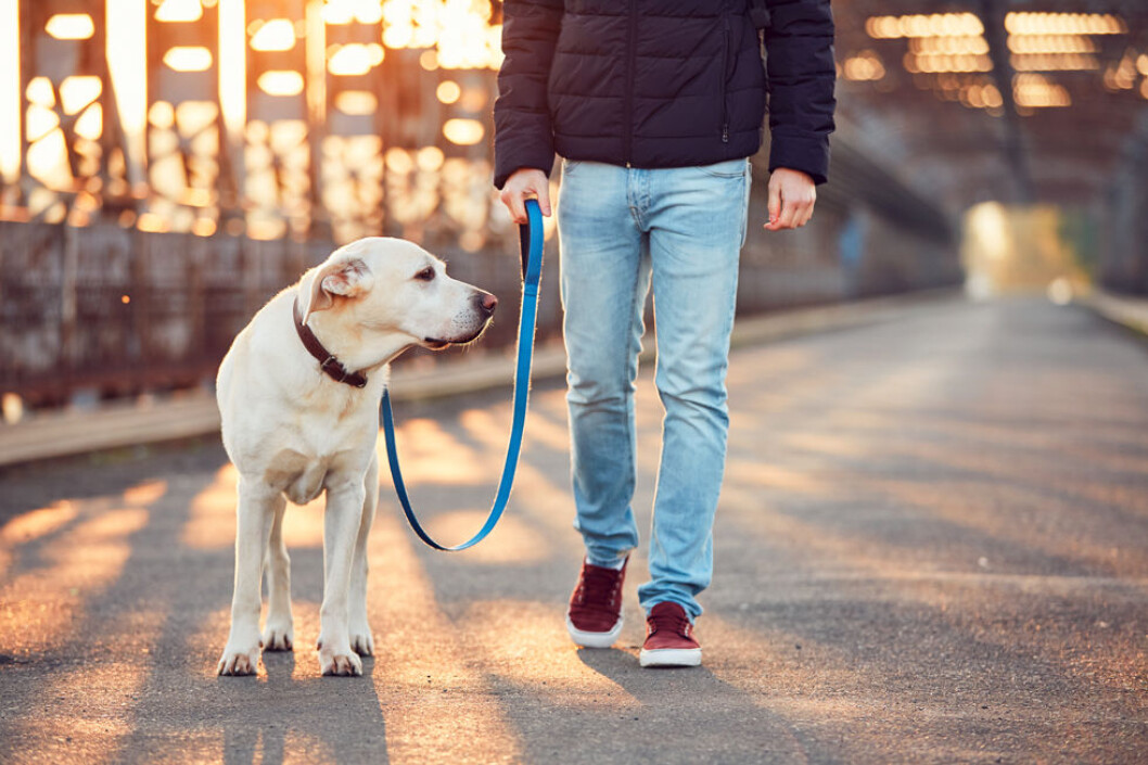 Hva med en hundepasser betalt av jobben? (Illustrasjonsfoto: Colourbox.com) Hva med en hundepasser betalt av jobben? (Illustrasjonsfoto: Colourbox.com)